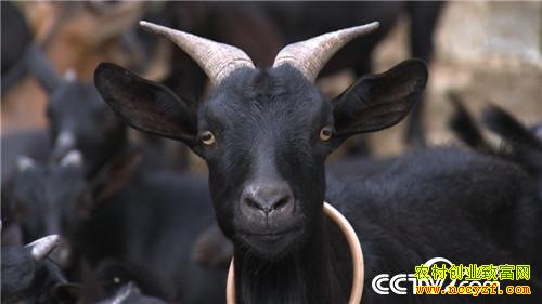 ���Ϻ������ٺ���ֳ��ɽ��ĺ�ɫ�ջ�