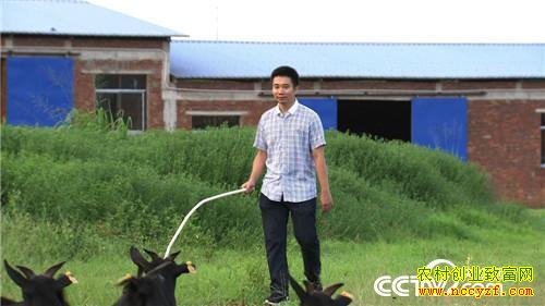 ���Ϻ������ٺ���ֳ��ɽ��ĺ�ɫ�ջ�