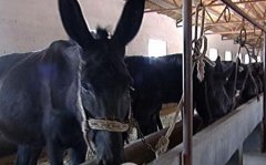 ɽ�������������ֳ��ͷ¿3���ǧ����