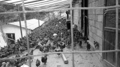 ������ˮ��ïʢ����ɢ���������¸���