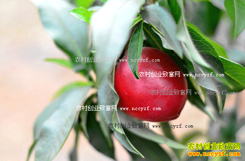 ɽ��������Ԫǿ��ֲɽ�� ÿ���ۼ�35Ԫ