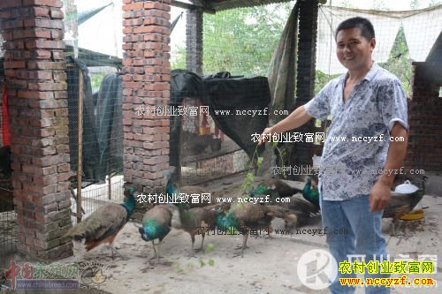 ���쿪����������ȸЧ��� һֻ��ȸ����700��800Ԫ 