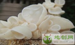 ɽ��ƽԭ�ų���ֲ��ľ��ÿ��������300Ԫ