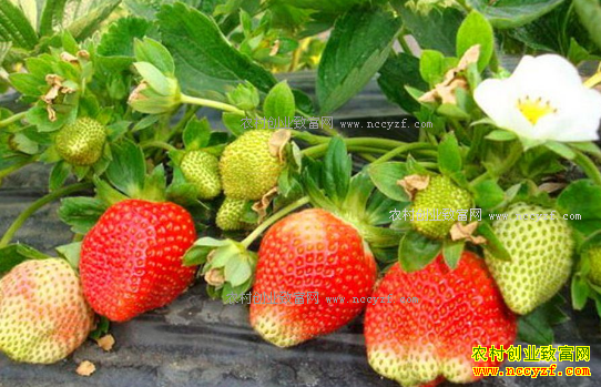 ����ǭ������չ��ݮ��ֲ�������о��á����������ɫ