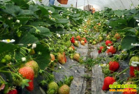 �����人���������в�ݮ��ȫ���ϸ񡱿ɷ���ʳ��