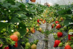 �����人���������в�ݮ��ȫ���ϸ񡱿ɷ���ʳ��