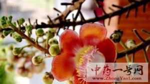 菩提树花