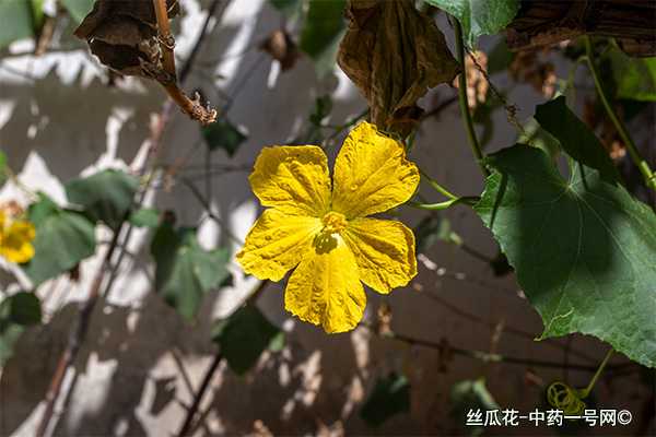 丝瓜花 丝瓜花