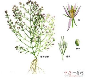 当药 当药