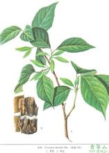 杜仲茶 杜仲茶