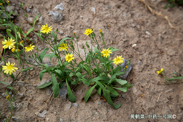 黄鹌菜 黄鹌菜