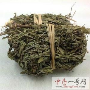 铁苋的功效与作用-用法及别名-铁苋图片