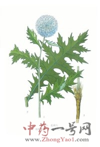 禹州漏芦2