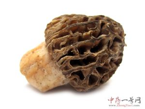 羊肚菌的功效与作用-用法及别名-羊肚菌图片