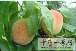 桃叶的功效与作用-用法及别名-桃叶图片