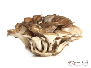 灰树花 灰树花