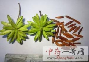 喜树果3