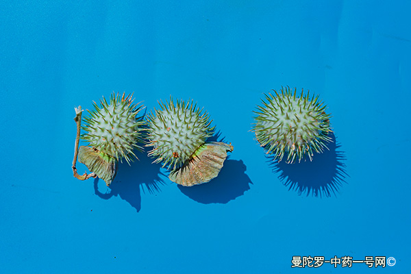 曼陀罗 曼陀罗