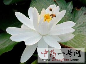 睡莲 睡莲