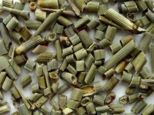 笔筒草 笔筒草