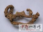 竹节参5