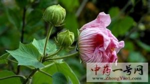 芙蓉叶的功效与作用-用法及别名-芙蓉叶图片