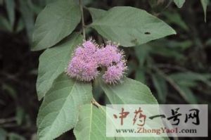 紫珠叶3