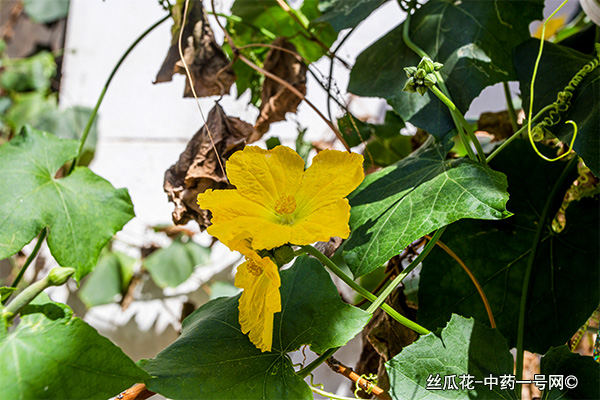 丝瓜花 丝瓜花