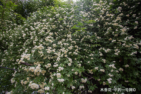 木香花 木香花