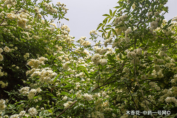 木香花 木香花