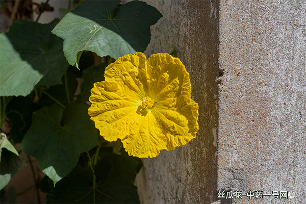 丝瓜花 丝瓜花