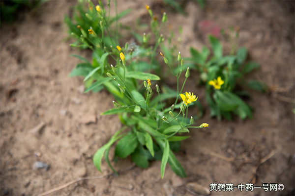 黄鹌菜 黄鹌菜