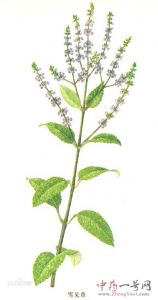 荔枝草3