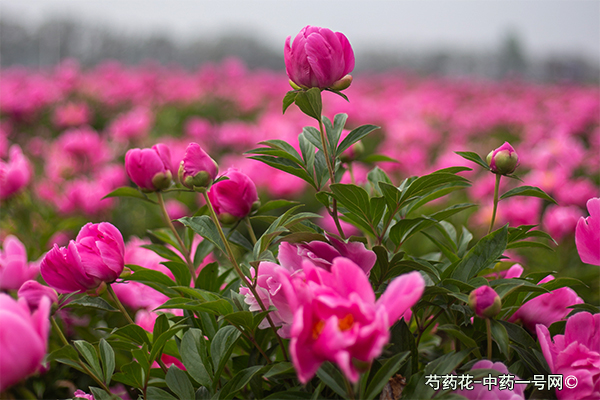 芍药花 芍药花