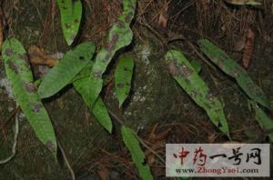 金星草 金星草