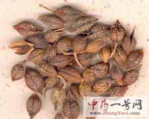 连翘的功效与作用-用法及别名-连翘图片