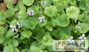 如意草的功效与作用-用法及别名-如意草图片