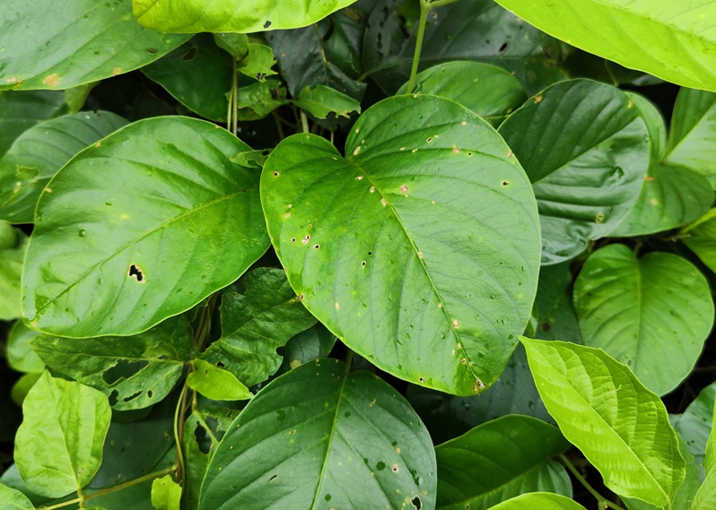 一匹绸 一匹绸
