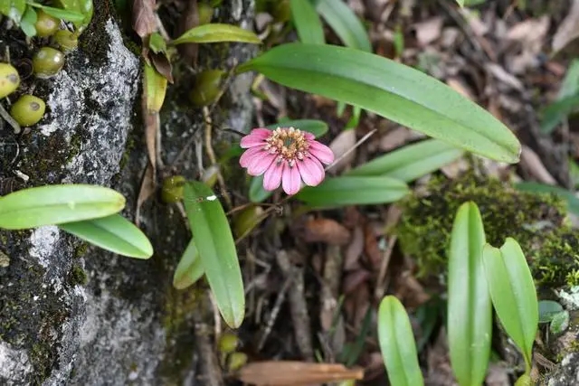 一匹草 一匹草