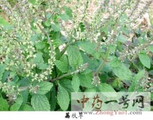 荔枝草1