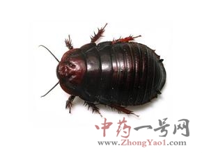 土鳖虫的功效与作用-用法及别名-土鳖虫图片