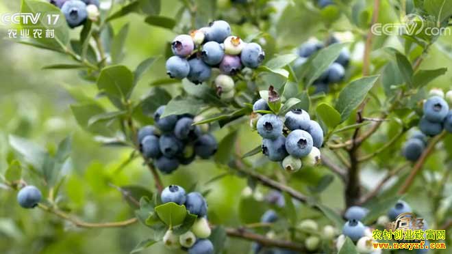 [�¸���]ɽ���ൺ���������ݮ׬Ǯ������