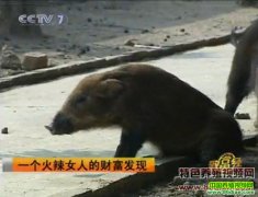 һ������Ů�˵ĲƸ�����