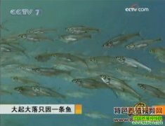 �������ֻ��һ����