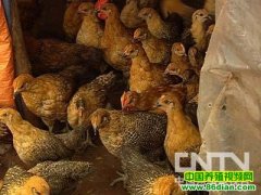 600ֻ�������ط��Ϻ�̲