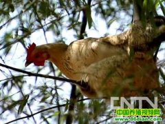 �Ӽ���ë�Ϸ��ֵĲƸ�����