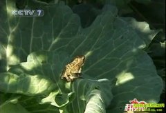 �߲˵���������(2010.12.3)