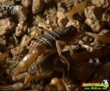 [�����е�]��̬��Ы��׬Ǯ