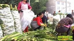 ���ִ����ɽ�۱���(20121105)