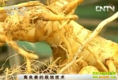 �����������༼����Ƶ(20121120)